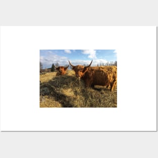 Scottish Highland Cattle Cows 2356 Posters and Art